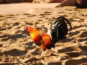 kogut na Kee beach