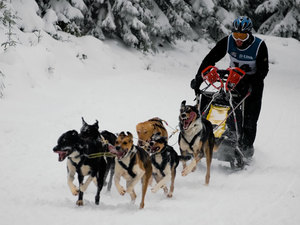 Husgvarna Taur-2010