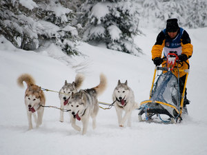 Husgvarna Taur-2010
