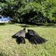 Dziwne ptaki w Parcu Canaima