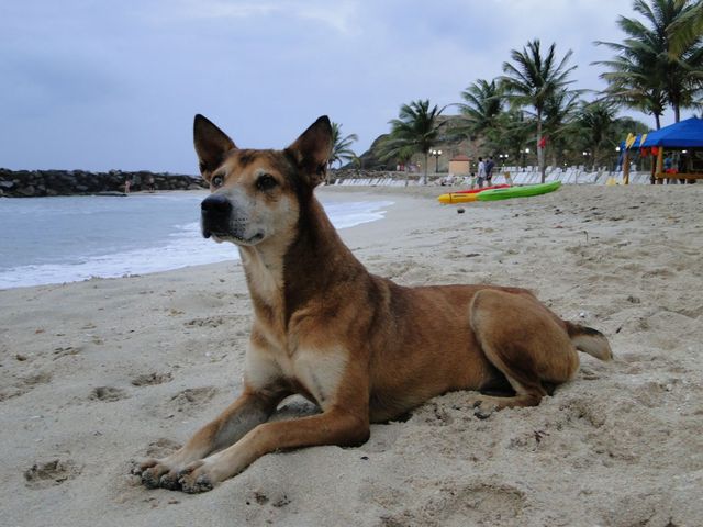 Psy na plaży 