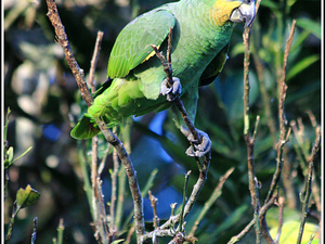 Ecuador 1020