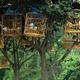 Xian biedne ptaszki w klatkach w parku
