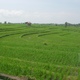 Tarasy ryżowe- gdzieś na Bali