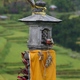 Kapliczka przy tarasach ryżowych- gdzieś na Bali