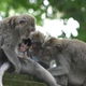 Rodzina w w Monkey Forest 