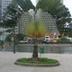 Singapur- kosmiczne drzewo