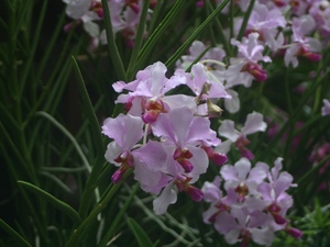 Ogród Botaniczny - storczyki