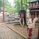 słoń w świątyni Gangaramaja