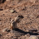 pręgowiec berberyjski, po ang. barbary ground sguirrel