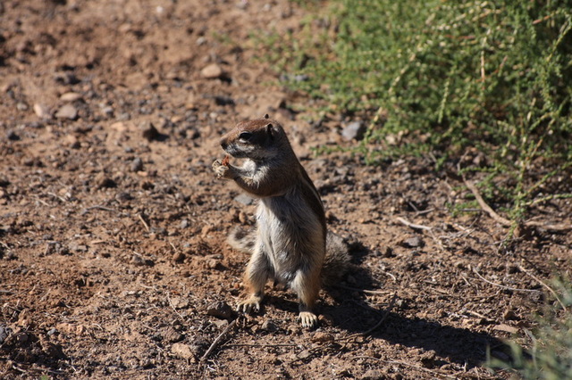 pręgowiec berberyjski, po ang. barbary ground sguirrel