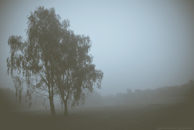 Tree in the mist