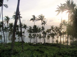zielony zagajnik palm w Mirissie
