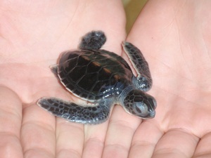 mały żółwik