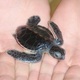 mały żółwik