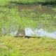 krokodyl z PN Yala
