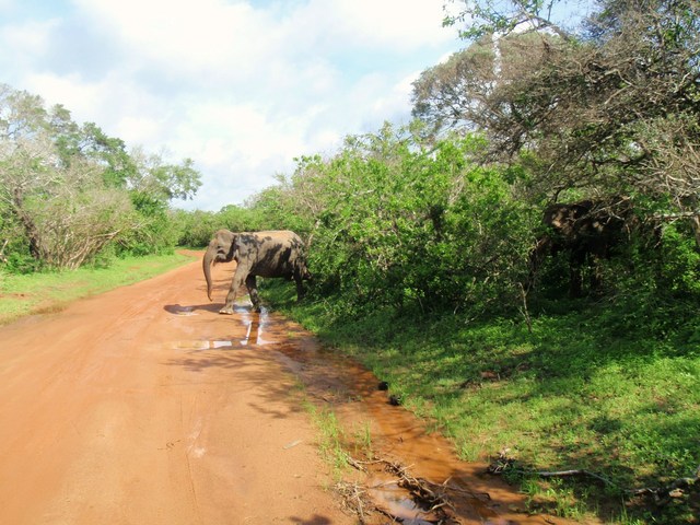 słoń wyłaniający się zza krzaków