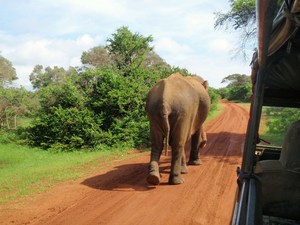 mój ulubiony słoń z PN Yala
