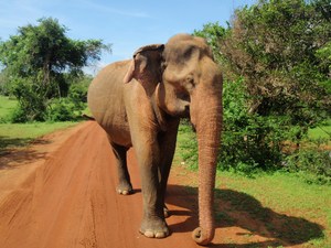mój ulubiony słoń z PN Yala (2)