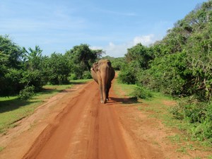 mój ulubiony słoń z PN Yala (5)