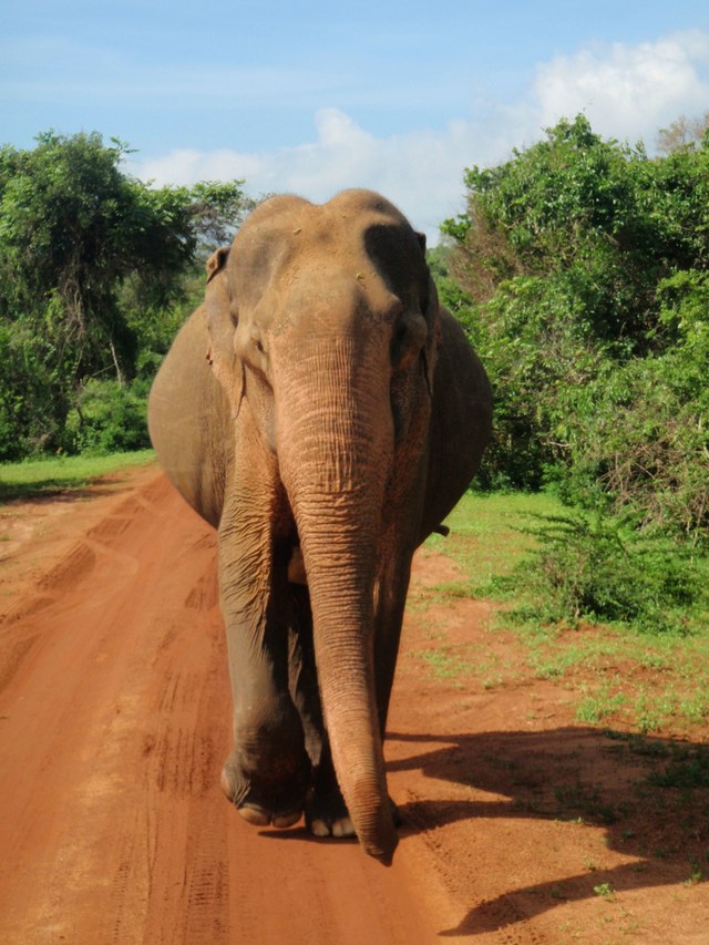 mój ulubiony słoń z PN Yala (3)