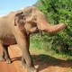 mój ulubiony słoń z PN Yala (4)
