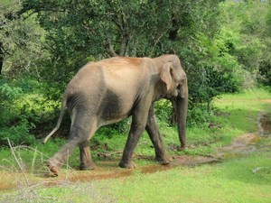 i jeszcze inny słoń 