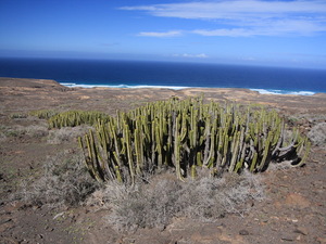 kaktusy przy drodze do Playa de Cofete