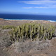 kaktusy przy drodze do Playa de Cofete