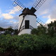 odrestaurowany wiatrak w Antigua