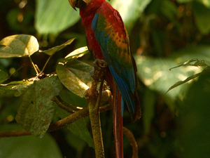 Amazońskie Macaw