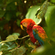 Amazońskie Macaw