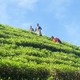Tamilki na plantacji herbaty
