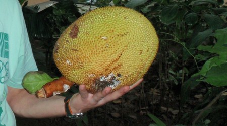 jackfruit - owoc drzewa bochenkowego