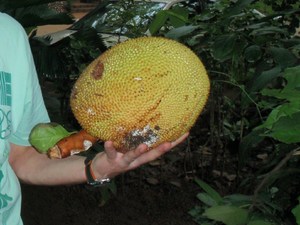 jackfruit - owoc drzewa bochenkowego