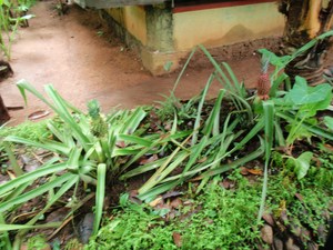 rośliny ze Spice Garden w Matale