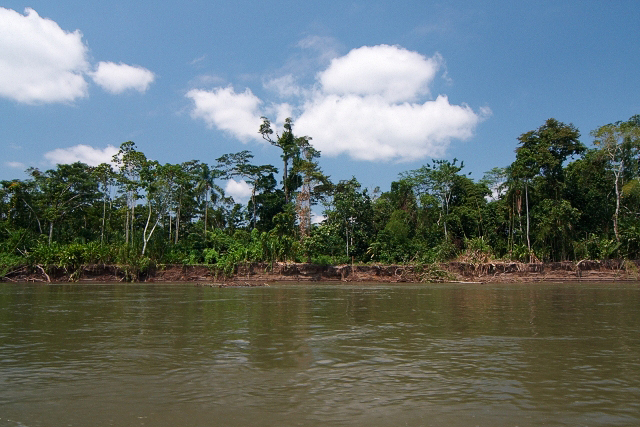 Dżungla widziana z rzeki Napo