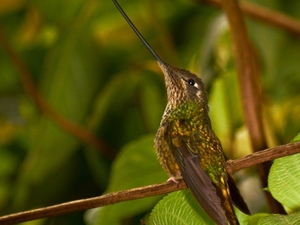 Kolibry z regionu wschodniej kordyliery