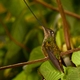 Kolibry z regionu wschodniej kordyliery