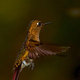 Kolibry z regionu wschodniej kordyliery Andów