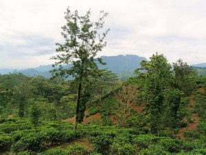 herbaciane tarasy w okolicach Adam's Peak (3)
