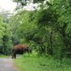 Wzburzony słoń na drodze (2)