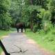 Wzburzony słoń na drodze