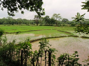 pole ryżowe w Sigiryi