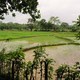pole ryżowe w Sigiryi