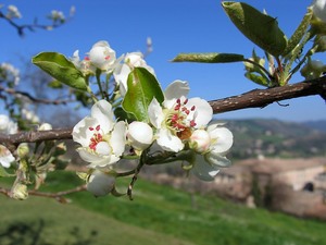 Urbino kwiaty jabłoni