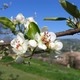 Urbino kwiaty jabłoni