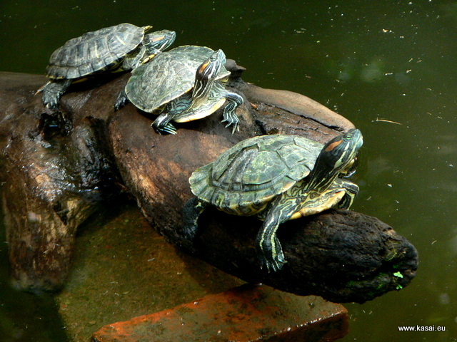 Hong Kong - Park Kowloon