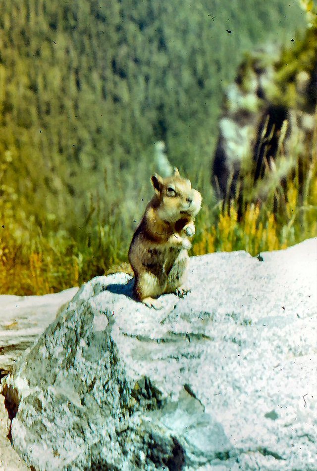 Mt. Rainier - squirrel - czyli wiewiorka