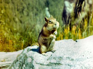 Mt. Rainier - squirrel - czyli wiewiorka